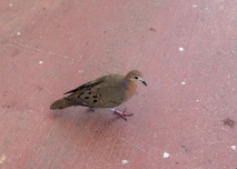 a pigeon I made friends with. I loved this bird!