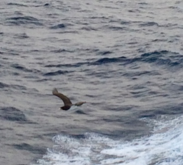 spent like 20-30 minutes on the deck taking pics of videos of these birds flying as we left St. Maarten